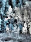 USA-Utah-Aspen Grove in infrared of the Logan Pass area Art Print